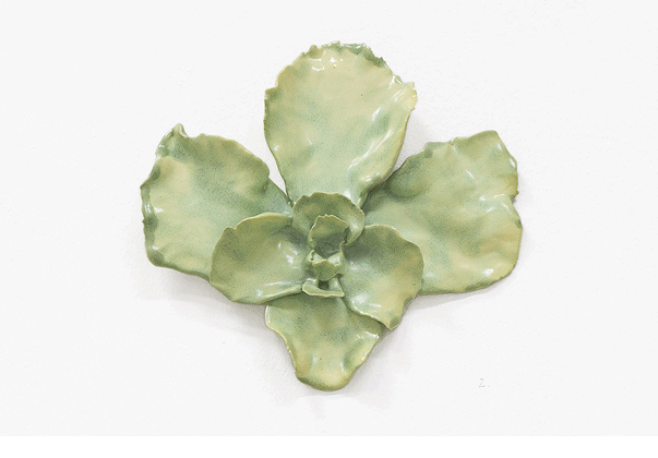 ´Orchidaceae