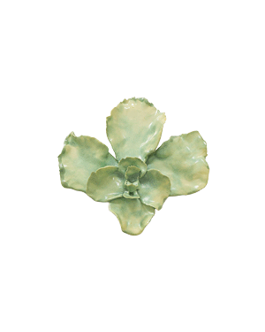 Orchidaceae